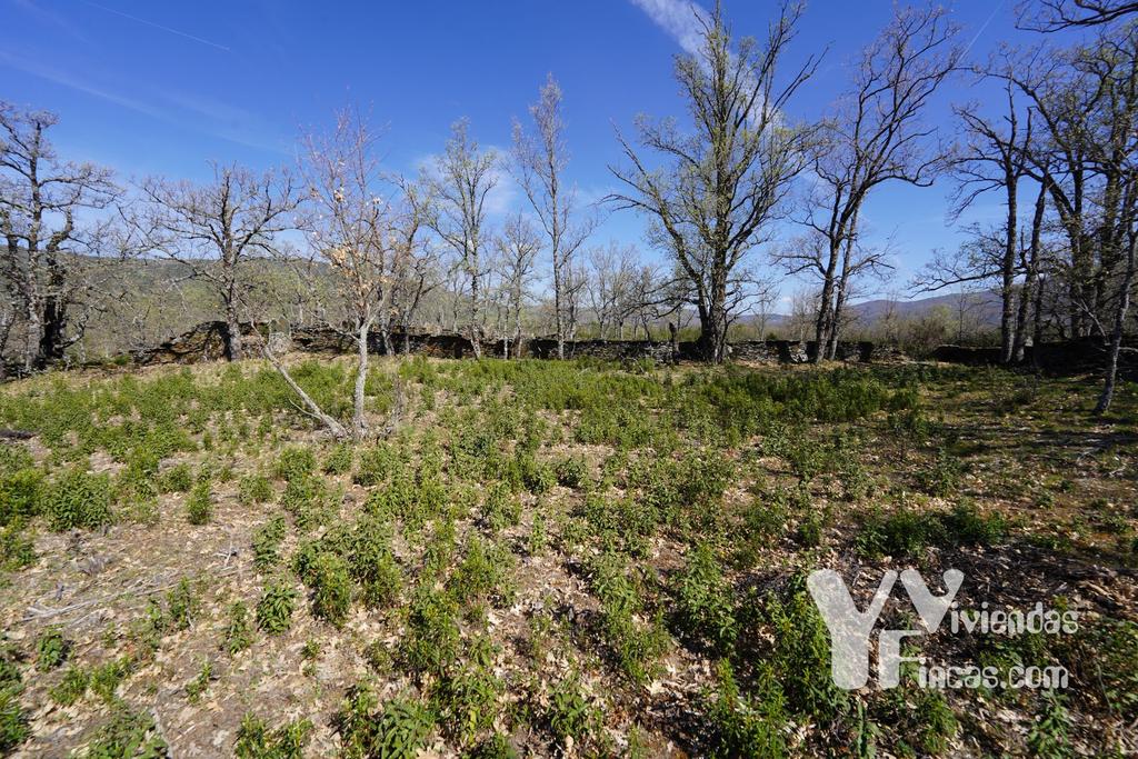 Ref.- 23029 Terreno rústico en venta, Campillo de Ranas